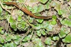 Arthurdendyus australis