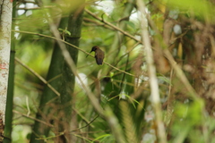 Phaethornis eurynome