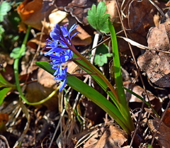 Scilla