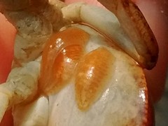 Glossiphoniidae