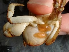 Glossiphoniidae