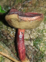 Boletus barragensis