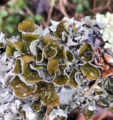 Parmotrema perforatum