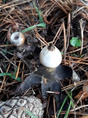 Geastrum striatum