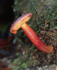 Boletus barragensis