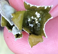 Parmotrema perforatum