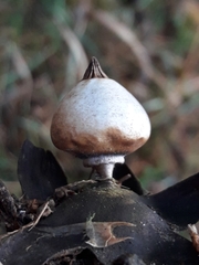 Geastrum striatum