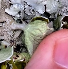 Parmotrema perforatum