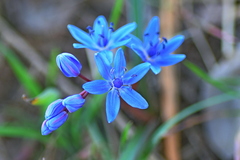 Scilla