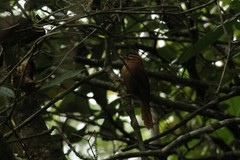 Philydor atricapillus