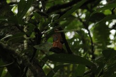 Philydor atricapillus