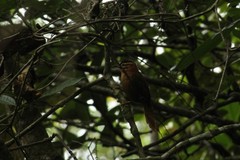 Philydor atricapillus