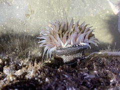 Bunodosoma cavernatum