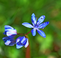 Scilla