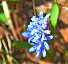 Scilla