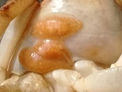 Glossiphoniidae