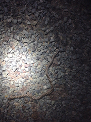 Arizona elegans philipi