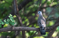 Turtur abyssinicus