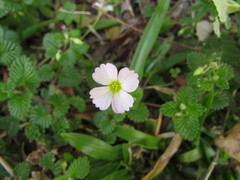 Viviania linostigma