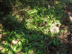 Viviania linostigma