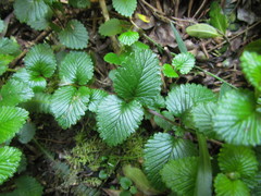 Viviania linostigma