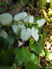 Viviania linostigma