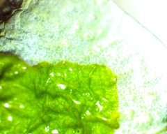 Parmotrema perforatum