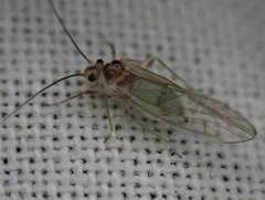 Stenopsocus immaculatus