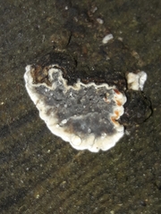 Stereum sanguinolentum