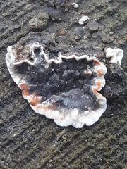 Stereum sanguinolentum