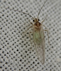 Stenopsocus immaculatus
