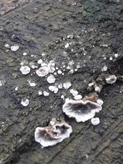 Stereum sanguinolentum