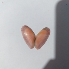 Moerella pulchella