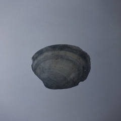 Ruditapes decussatus