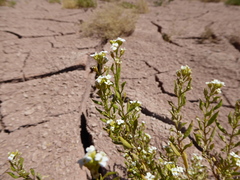 Eremodraba intricatissima