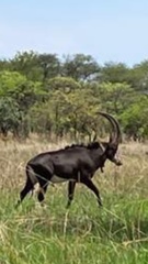 Hippotragus niger kirkii