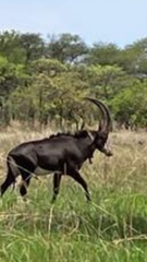 Hippotragus niger kirkii
