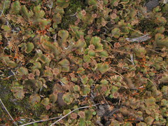 Marchantia polymorpha montivagans