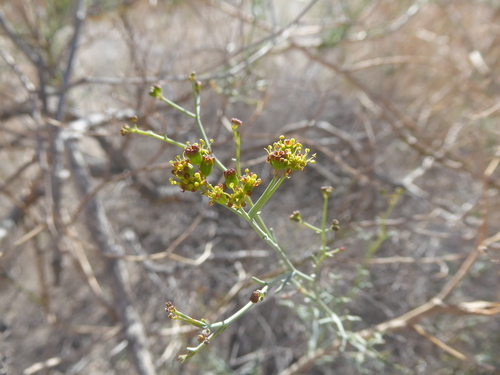 Eremocharis hutchisonii · iNaturalist