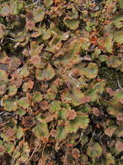 Marchantia polymorpha montivagans