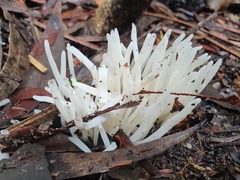 Clavaria alboglobospora
