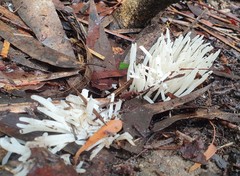 Clavaria alboglobospora