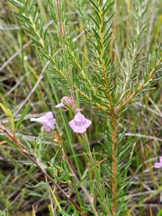 Hemigenia purpurea