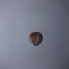 Acanthocardia tuberculata