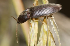 Ochosternus zealandicus