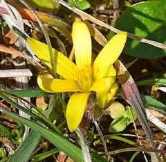 Gagea chrysantha