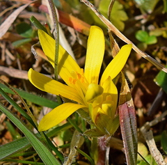 Gagea chrysantha