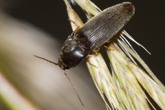 Ochosternus zealandicus