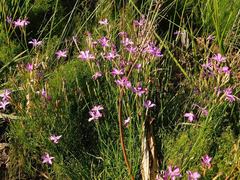Dianthus albens