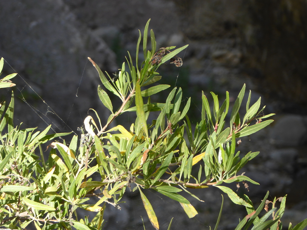 Escallonia salicifolia